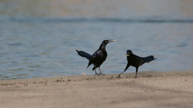 Two crows playing around in a park in front of a pond