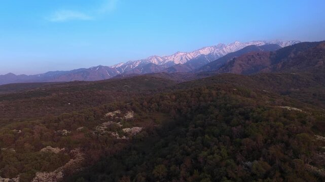The beginning of spring blooming in the mountains. Talgar gorge. Ile-Alatau National Nature Park. The view from the drone.