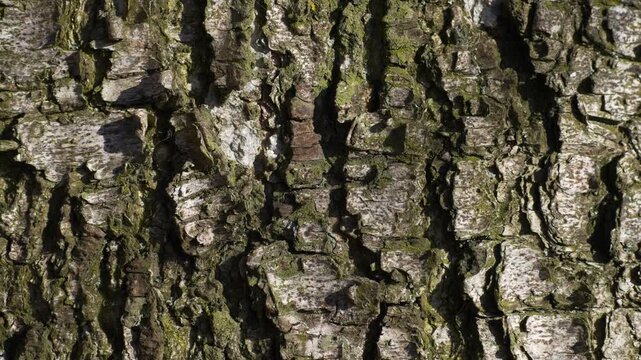 Birch bark texture with subtle upward drift revealing natural detail
