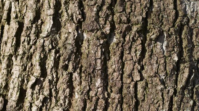 Linden tree bark texture with subtle downward drift revealing detail