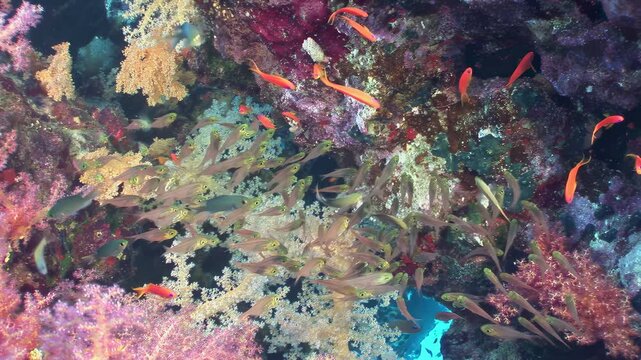 Experience Fiji's majestic underwater world. Nurse sharks and remora fish gracefully navigate a vivid coral garden, as a lively school of fish shimmers and dances amidst diverse marine life.