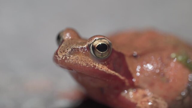 Close-up Of Common Frog With Bulging Golden Eyes And Moist Skin. rack focus shot