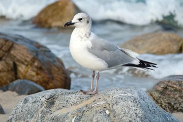 Beautiful seagull standing on a rock by the ocean waves, enjoying the sunny weather © nsit0108