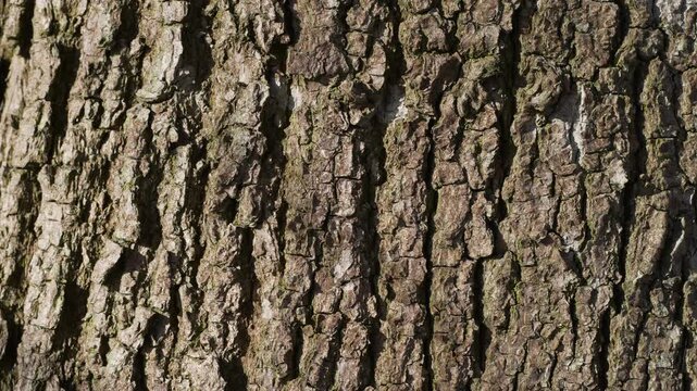 Linden bark macro texture with gentle zoom in revealing fine structure