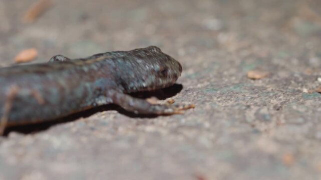 Side Profile Of Alpine Newt Crawling Across Concrete Surface. close-up. tracking shot
