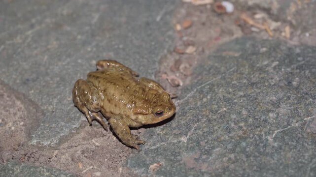 Common Frog Rests Motionless on Paved Road - Macro Close Up Shot