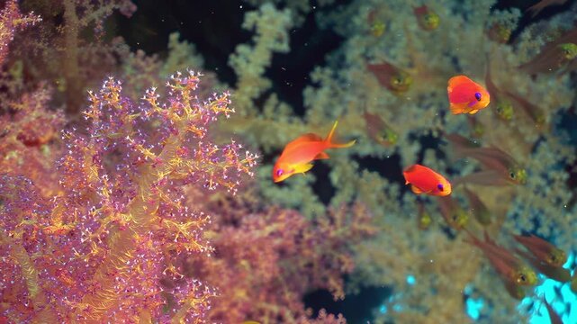 Glimpse Fiji's underwater realm. Majestic nurse sharks and companion remora fish explore a vibrant coral tapestry.