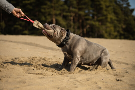 Strong american bully dog training