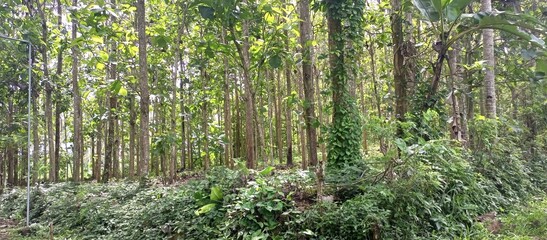 Fototapeta premium Green Tropical Teak Forest In Rural Village