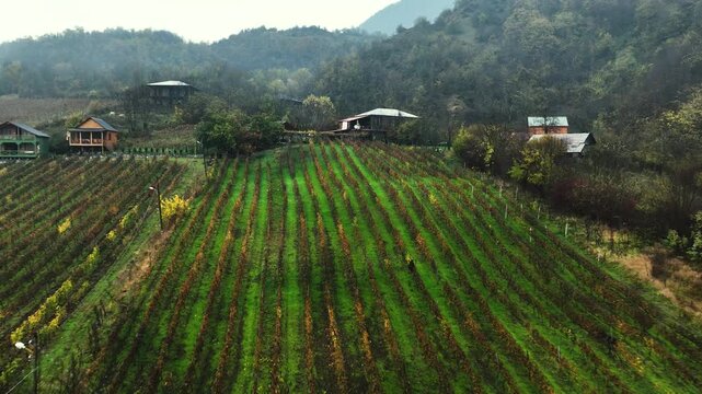 Aerial top-down drone view of a farmer harvesting bunches of grapes in a vineyard. Rows of wine plantations create a geometric pattern while the harvesting process adds human activity and storytelling