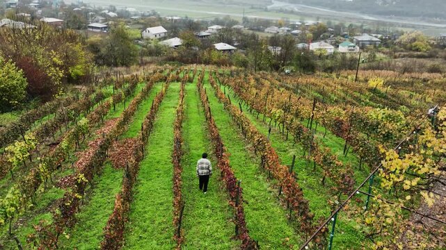 Aerial top-down drone view of a farmer harvesting bunches of grapes in a vineyard. Rows of wine plantations create a geometric pattern while the harvesting process adds human activity and storytelling