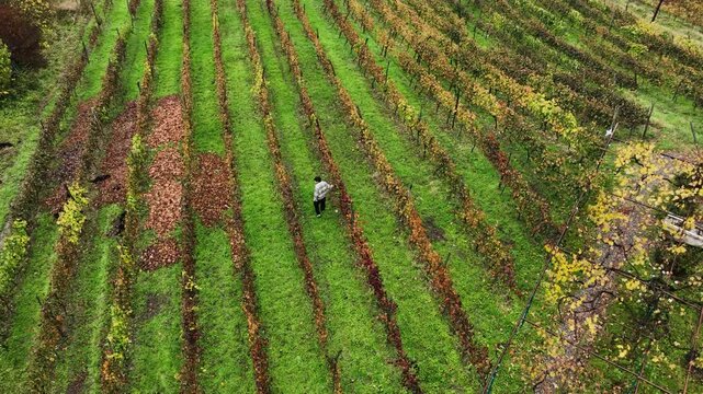 Aerial top-down drone view of a farmer harvesting bunches of grapes in a vineyard. Rows of wine plantations create a geometric pattern while the harvesting process adds human activity and storytelling
