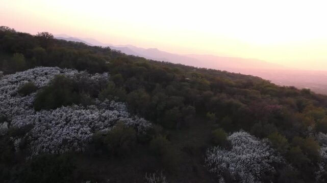 The beginning of spring blooming in the mountains. Talgar gorge. Ile-Alatau National Nature Park. The view from the drone.