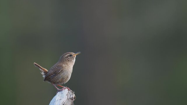 Eurasian wren stands on one leg while singing loudly in the cold morning. Its breath creates vapor in the chilly air