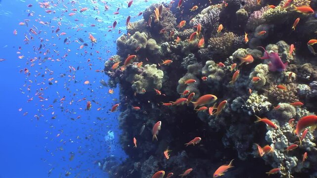 Nurse shark and remora fish gracefully glide amidst kaleidoscope of schooling orange fish around magnificent coral reef in Fiji. This breathtaking underwater world thrives vibrantly under tropical sun