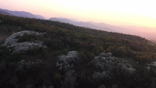 The beginning of spring blooming in the mountains. Talgar gorge. Ile-Alatau National Nature Park. The view from the drone.