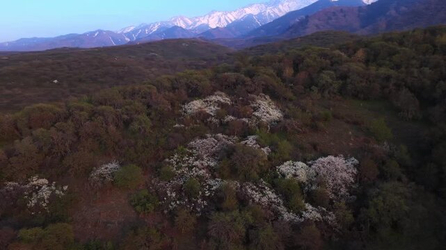 The beginning of spring blooming in the mountains. Talgar gorge. Ile-Alatau National Nature Park. The view from the drone.