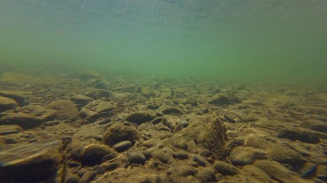 shallow mountain streambed after flood, sun ray play on stone riverbed, murky water underwater aquascape, organic silt sediment in turbulent flow, nature riffle explore, river Uzh biotope in Uzhhorod
