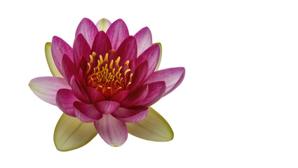 Obraz premium Vibrant pink water lily with yellow center, isolated on transparent background