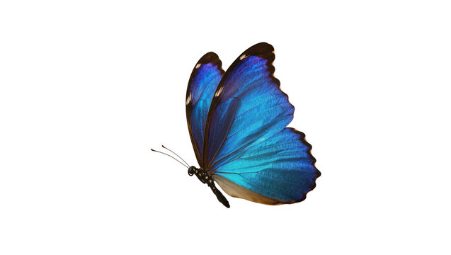 Vibrant blue morpho butterfly with iridescent wings, isolated on transparent background