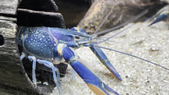 Blue crayfish close-up in aquarium