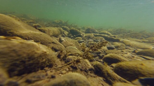 shallow mountain streambed, underwater aquascape after flood, sun ray on stone riverbed, alluvium sediment in turbulent flow, organic silt, bitterling nature explore, river Uzh biotope in Uzhhorod