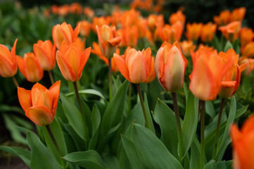 Fototapeta premium Orange tulips in a flowerbed, blooming in spring. Care and propagation of varietal tulips, spring flower festival variety of Orange Emperor and Tulipa fosteriana