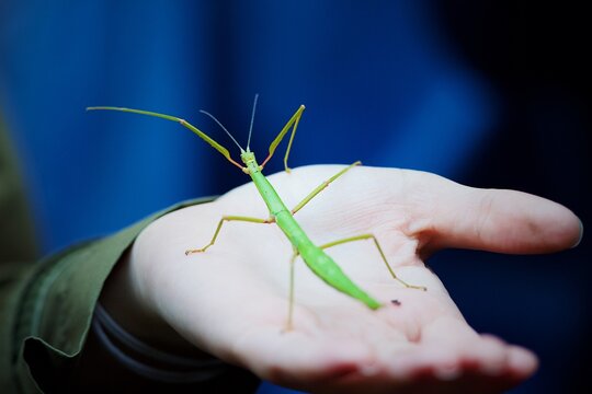 Stick insect interacting with people