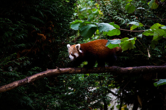Red Panda around its territory 