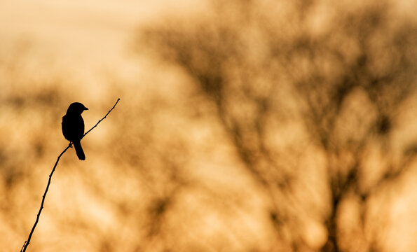 Great Shrike (Lanius excubitor) resting on twing during sunset, golden hour with minimalistic and clear background, with ideal space for graphic design or copy.