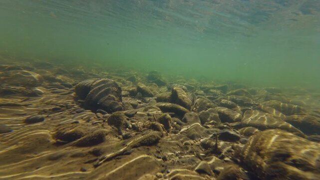 mountain stream streambed biotope, low visible shallow underwater aquascape after flood, sun ray play on alluvium sediment in turbulent flow, organic silt, sand, nature explore, river Uzh in Uzhhorod