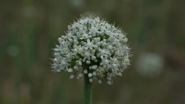 White onion flower blooming in a field