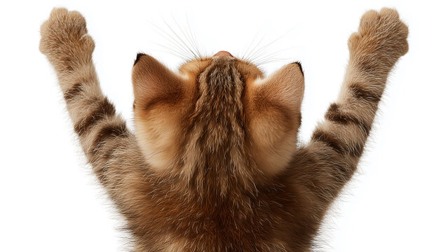 Cute Cat Raising Paws with Copy Space on White Background, Celebration Meme  cat-meme_1441