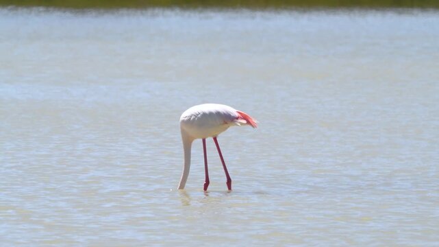 Flamingo Foraging in Lake &ndash; Wildlife Nature Under Sunlight