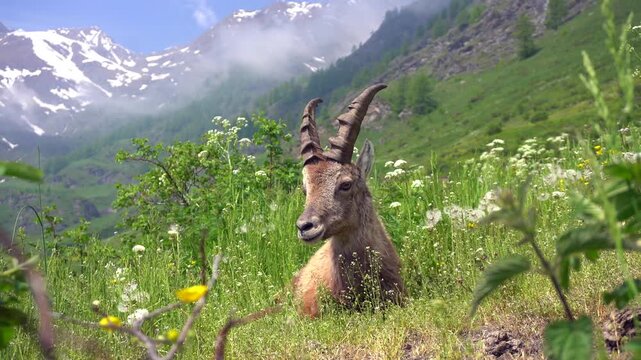 Alpine ibex, is a species of wild goat found in the mountains - beautiful shot of a baby ibex sitting in the mountains among the snow-capped peaks and lush green vegetation of the Italian Alps