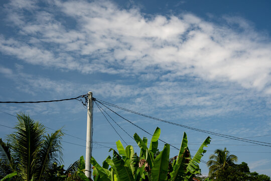 Concrete utility pole and power lines above green banana leaves