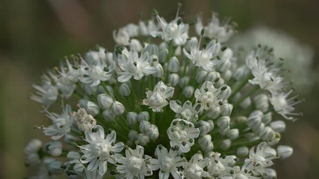 White crab spider camouflaged on allium flower head