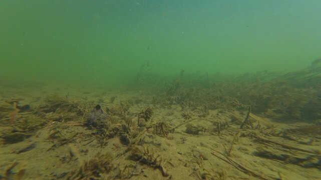 Myriophyllum spicatum in turbulent flow, dwarf fish, low visible shallow underwater aquascape after flood, organic particle silt, sand, alluvium sediment, nature explore, river Uzh in Uzhhorod