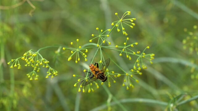 Hoverfly pollinating yellow dill flowers in garden