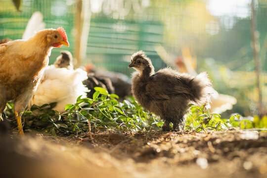 Baby chicken in a garden