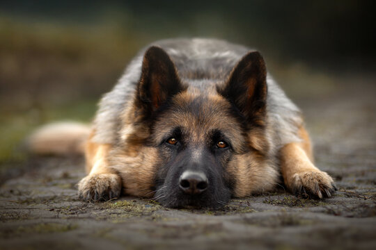 German shepherd dog laying down