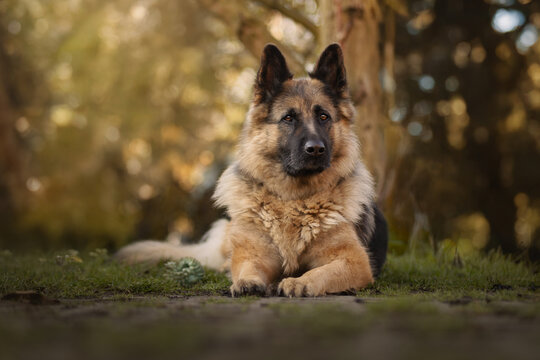 german shepherd dog