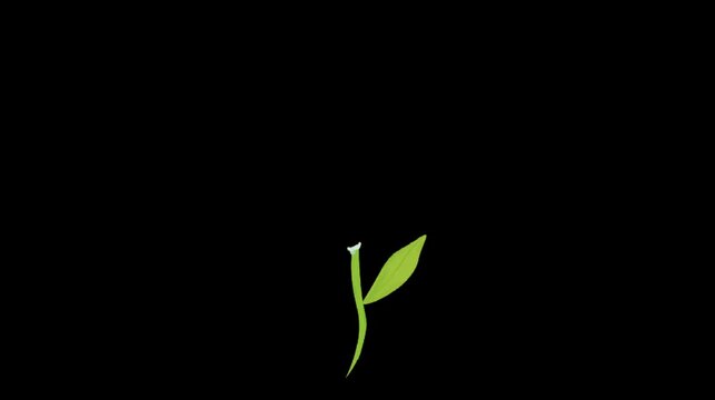 Soft pastel twin flowers animation with green leaves on black background gentle blooming floral design clean style