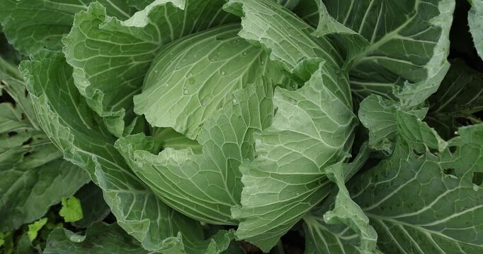Green cabbages in growth at vegetable garden