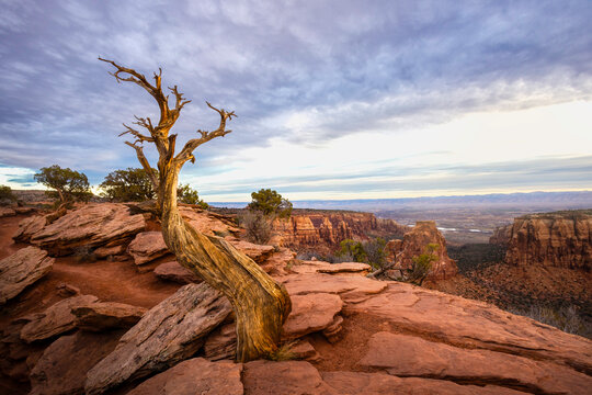 Gnarly Old Tree in Colorado national Monument in Grand Junction