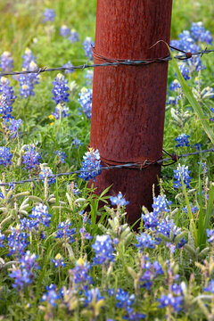 Texas Bluebonnets along a barb Wired Fence Post