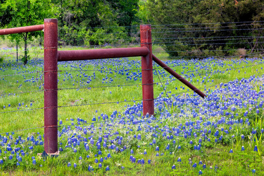 Texas Bluebonnets growing along a barb Wired Fence