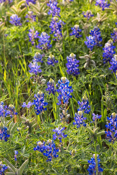 Texas Bluebonnets