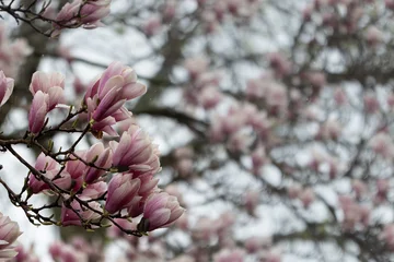 Fotobehang Magnolia Close up of pink saucer magnolia flowers blooming on tree branches in spring rain  © Beau