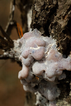 Silverleaf Fungus (Chondrostereum purpureum) on Tree Bark